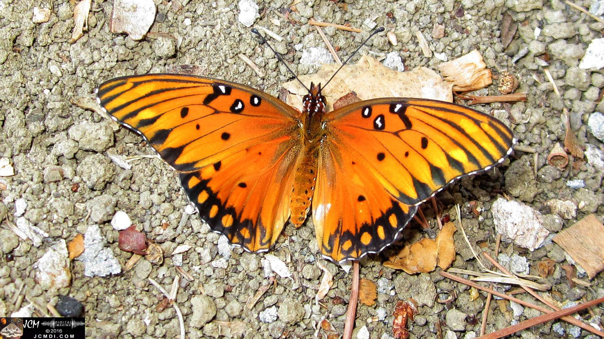 A Gulf Fritillary butterfly being released at the end of the life cycle-rearing documentary project